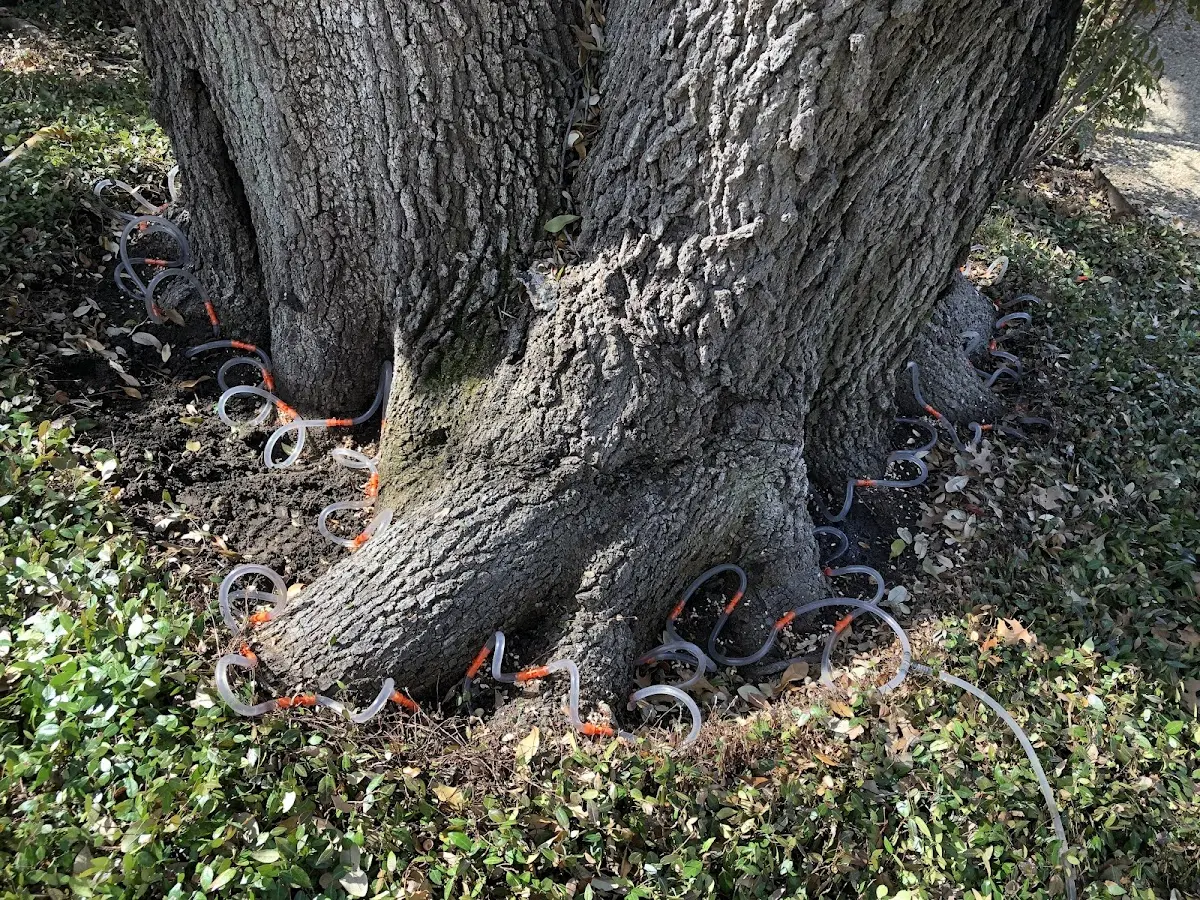 Detailed Tree Cabling and Bracing job site in Amoret