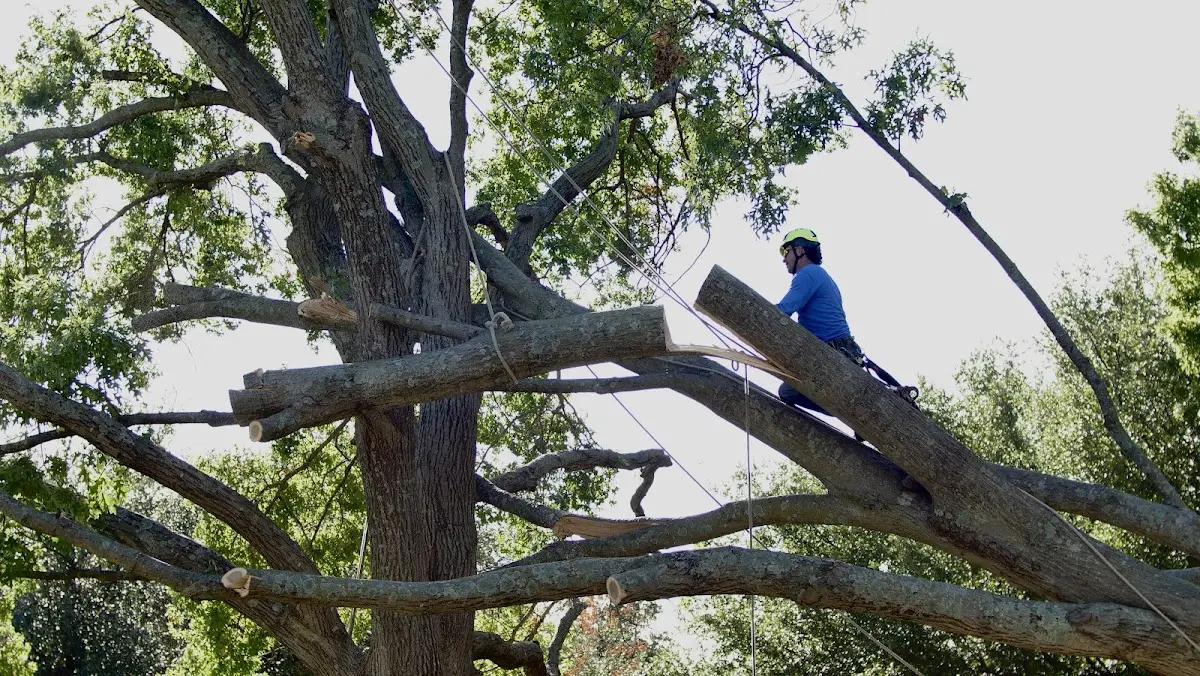 Professional Crown Thinning performed by certified arborists in Amoret