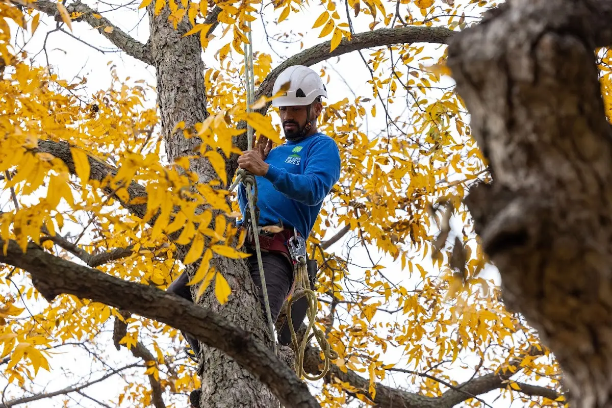 Skilled Emergency Tree Service crew working in Amoret